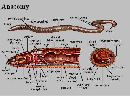 The Worm organic food diagrams 